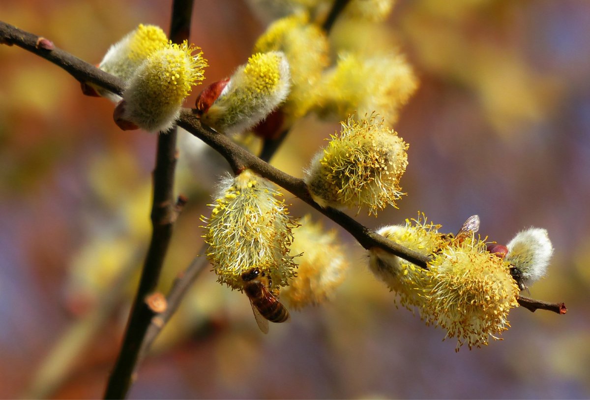 Salix caprea плоды
