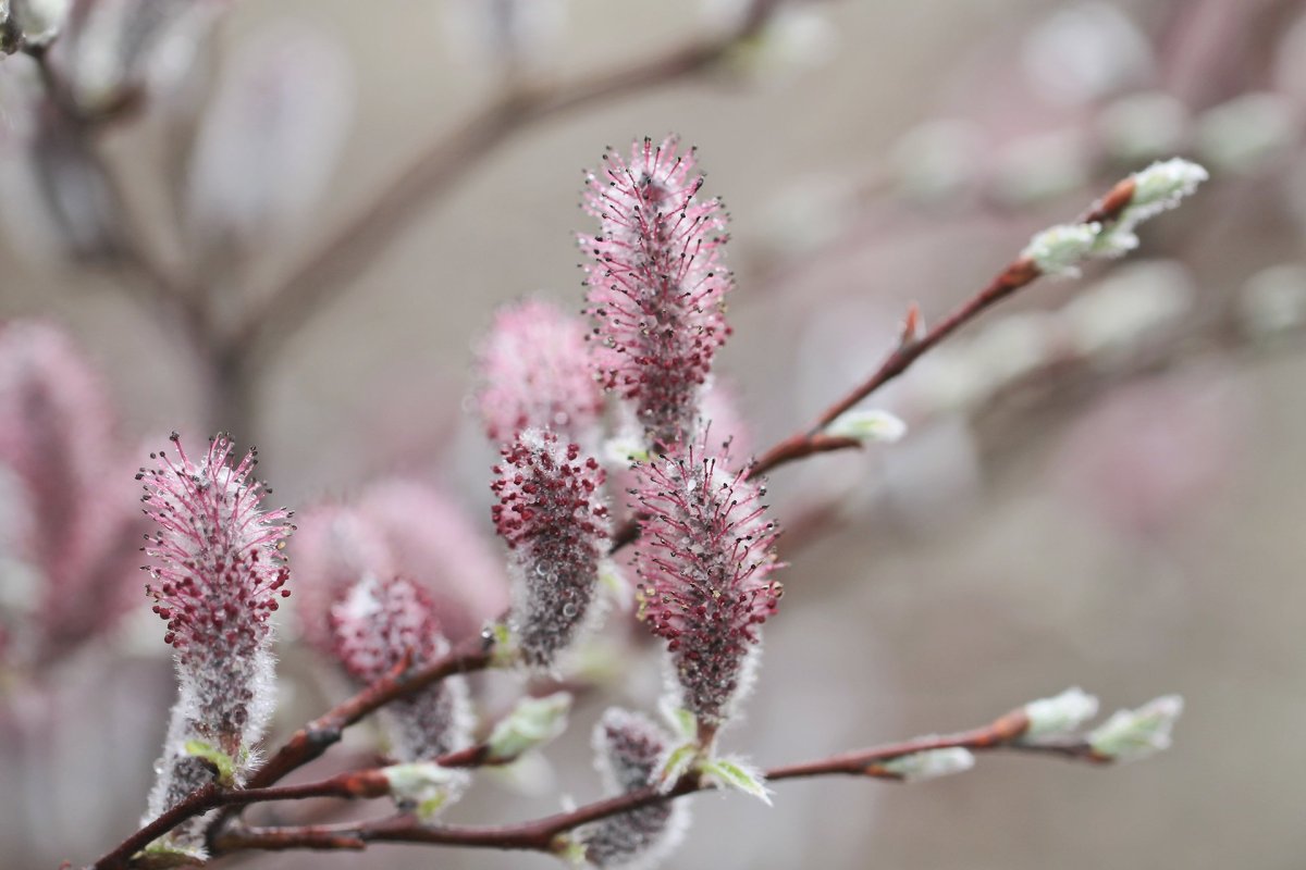 Ива Вавилонская (Salix babylonica)