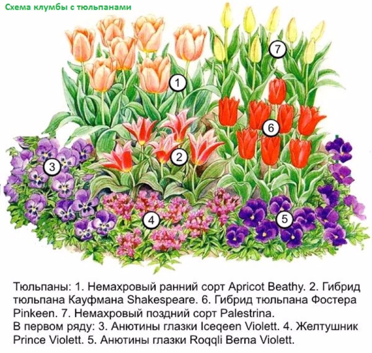 Схемы посадки луковичных и многолетников