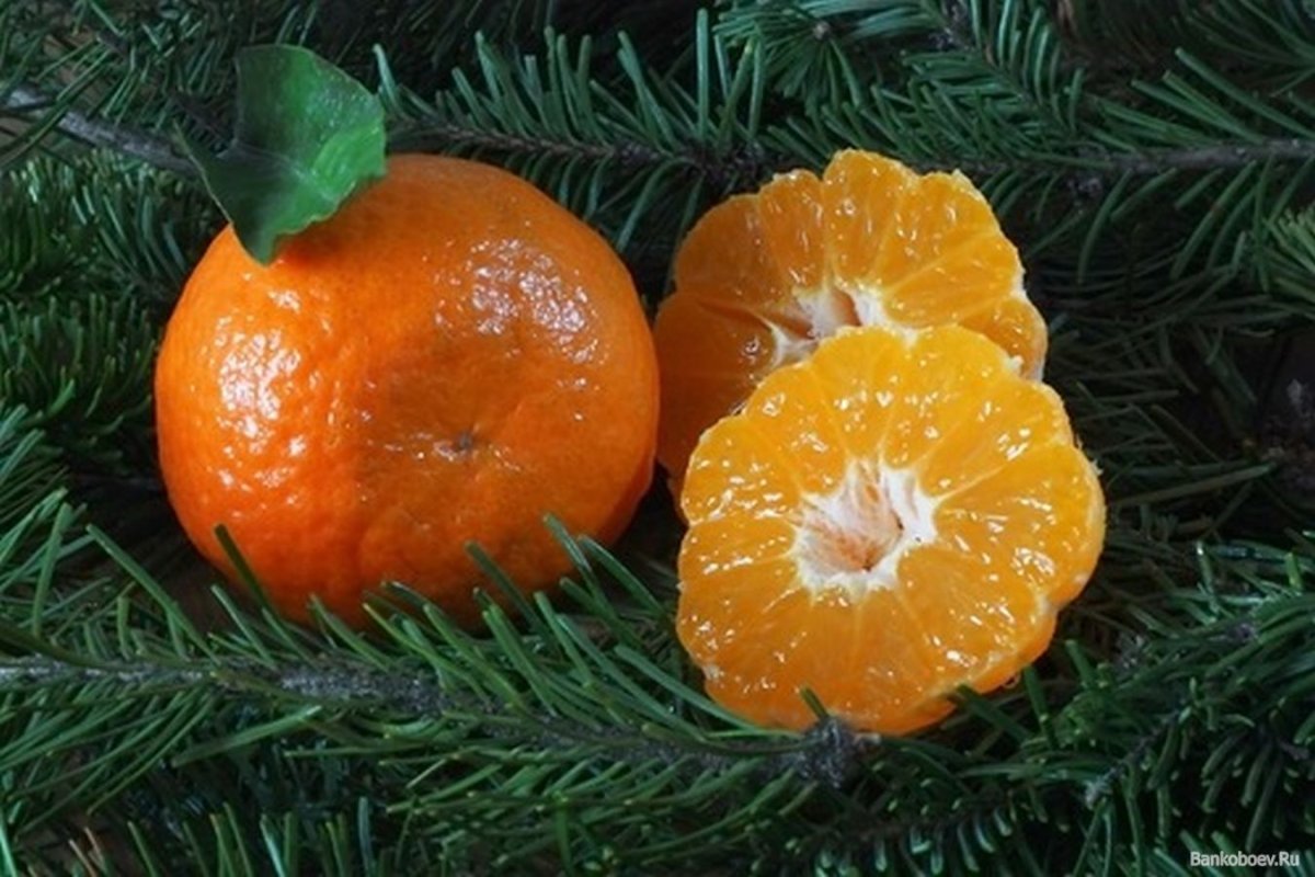 Зима мандарины