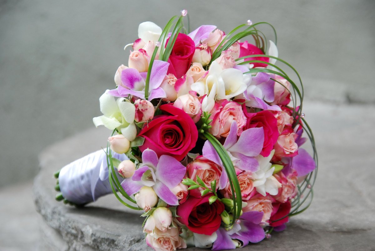 Роза Freesia