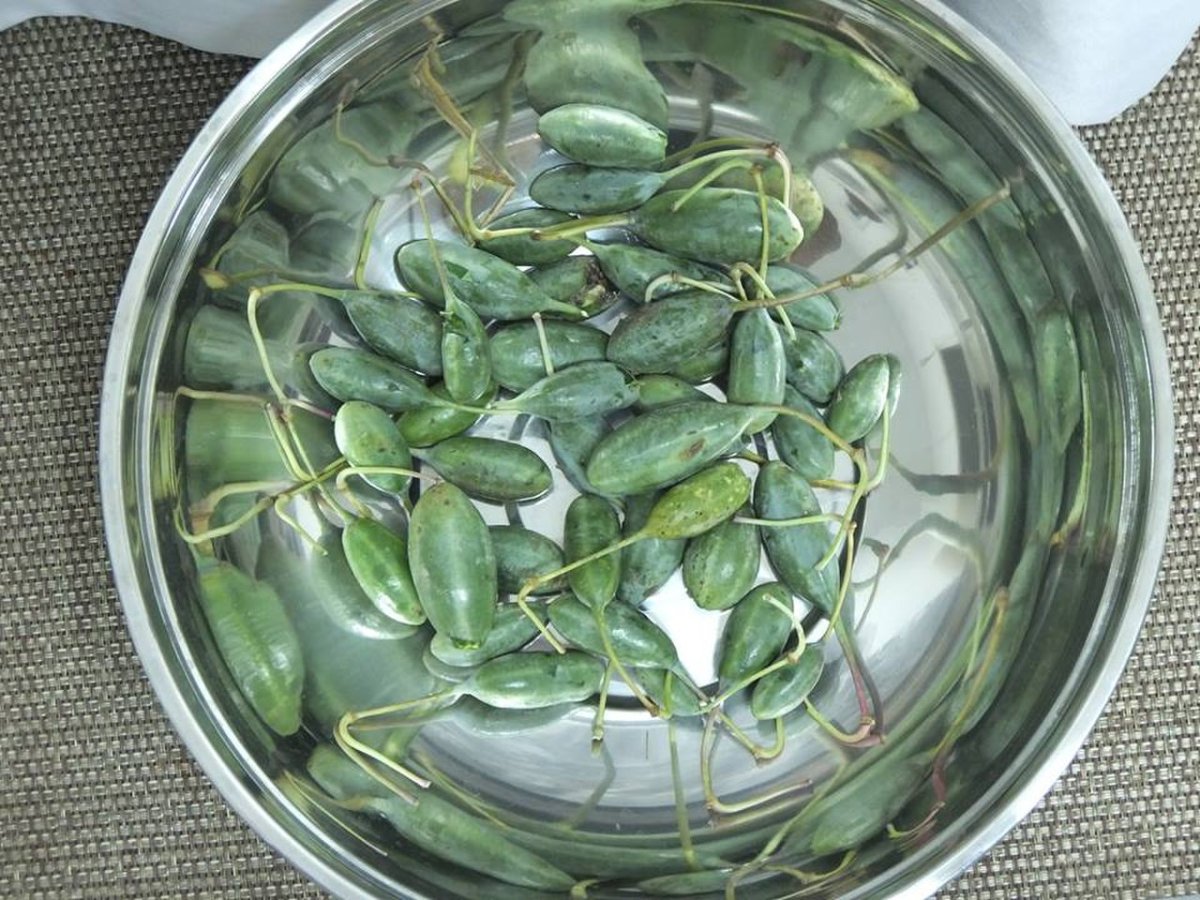 Каперсы кустарник
