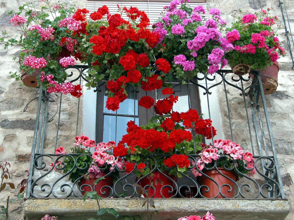 Цветы для балкона неприхотливые