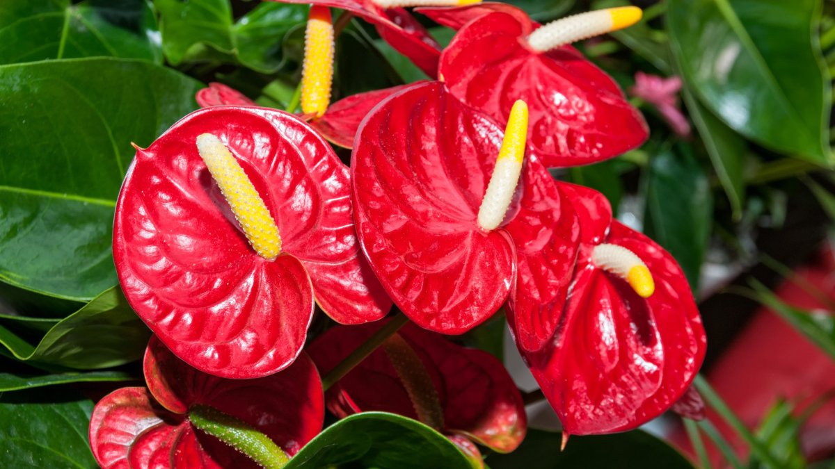 Бегония коралловая (Begonia corallina)