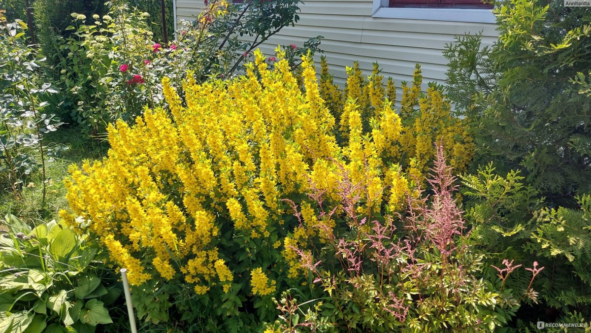 Вербейник обыкновенный Lysimachia vulgaris
