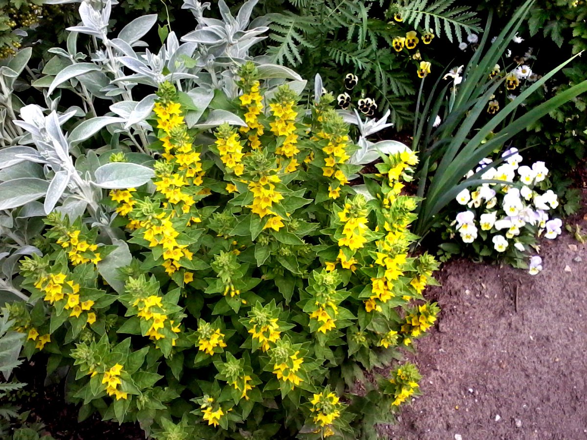 Вербейник точечный (Lysimachia punctata)