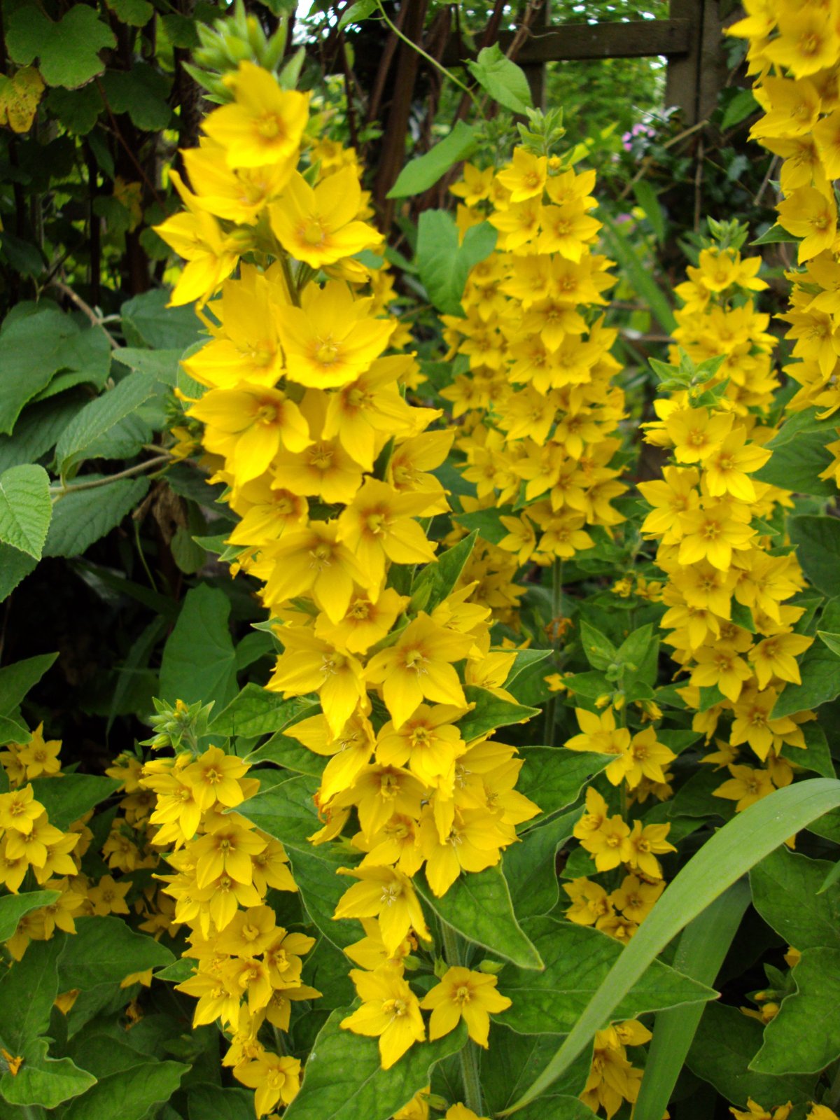 Вербейник точечный (Lysimachia punctata)