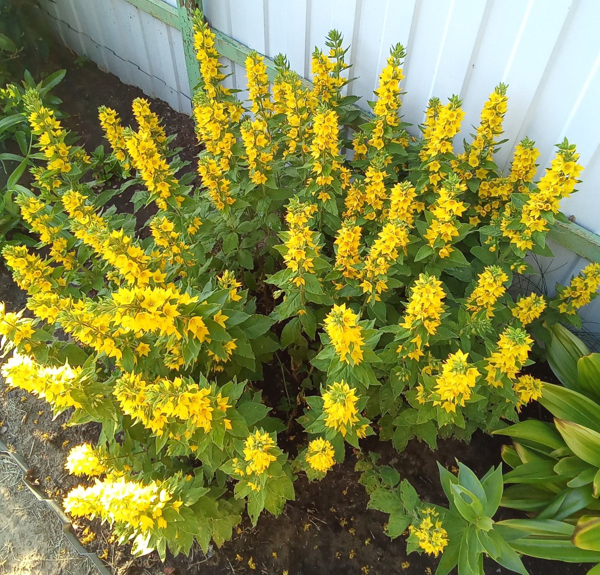 Вербейник точечный (Lysimachia punctata)