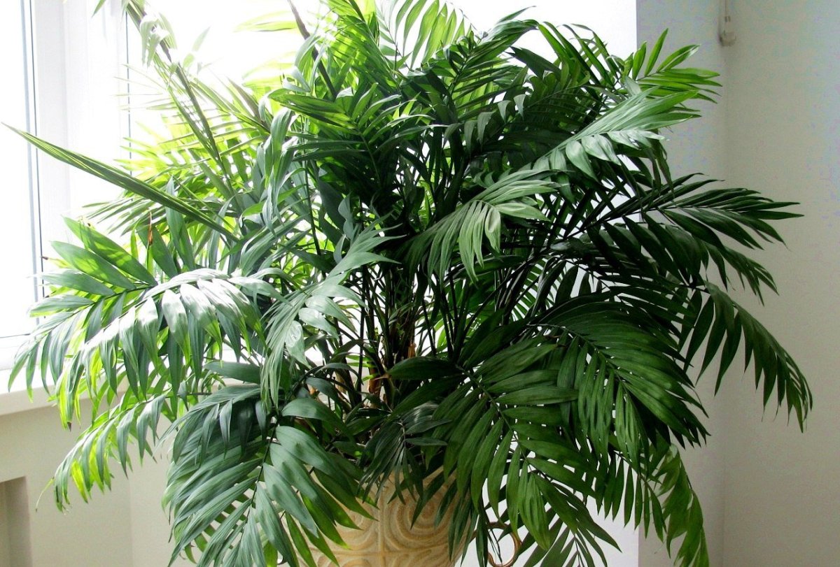 Финик Канарский