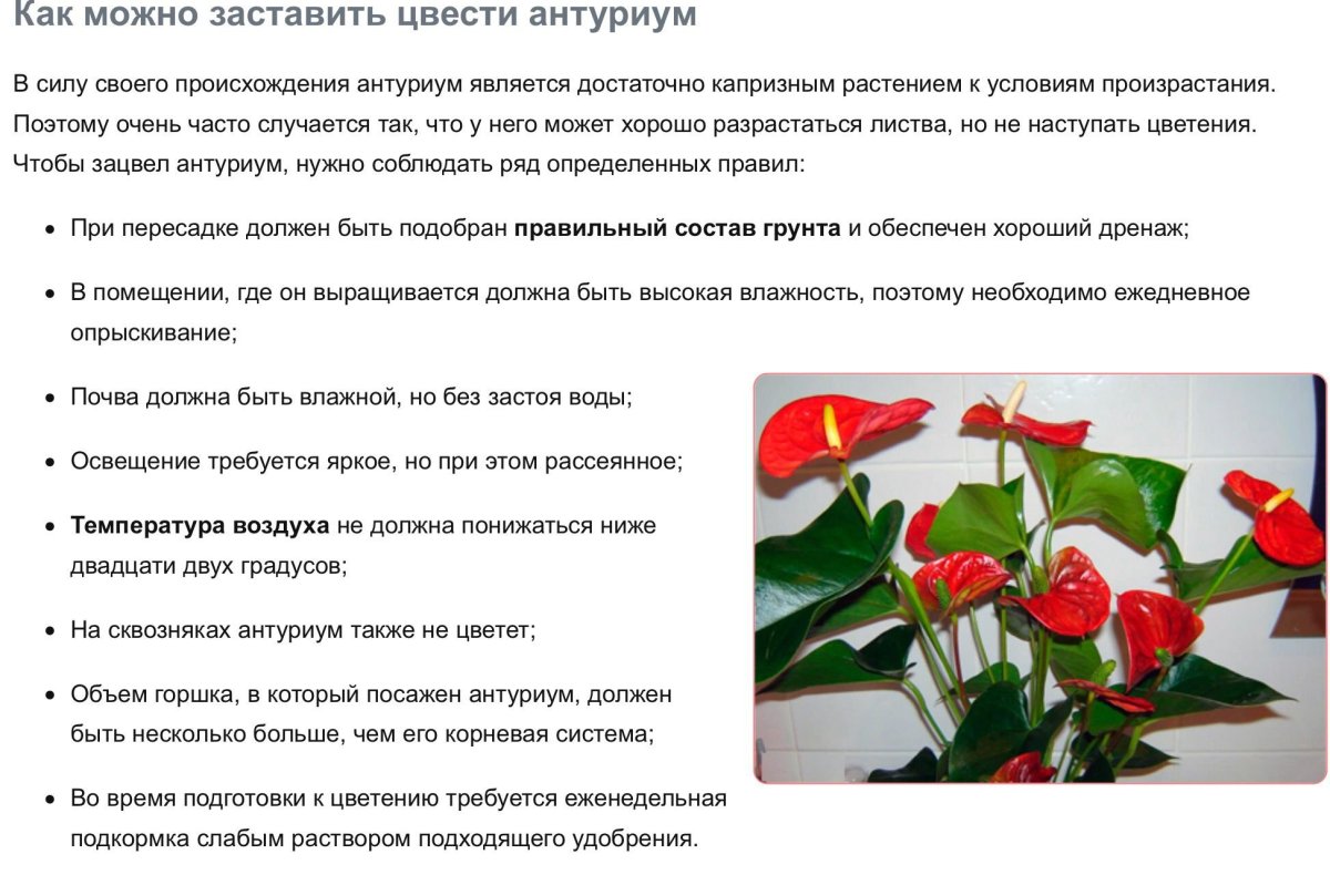Цветок Антуриум красный