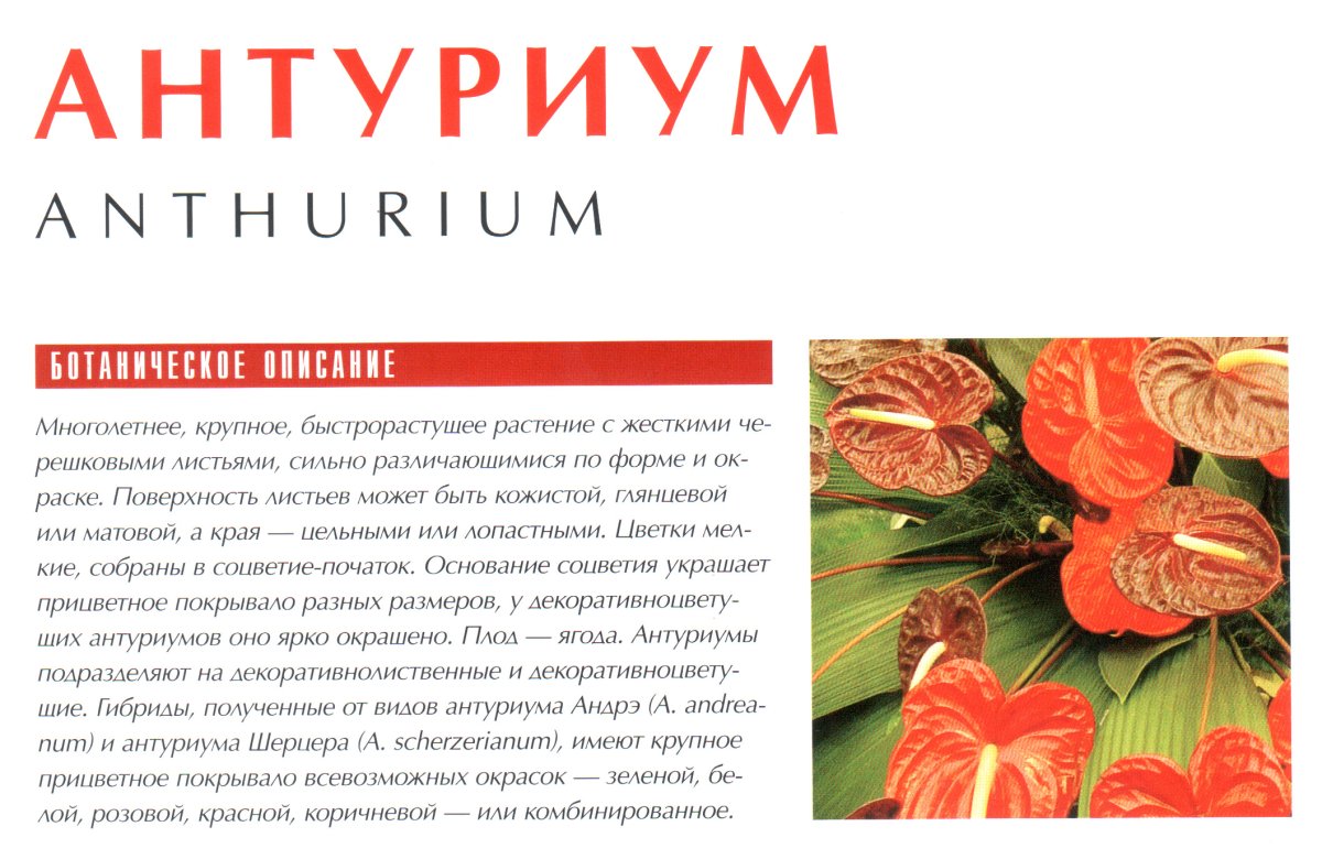 Цветы каллы Антуриум спатифиллум
