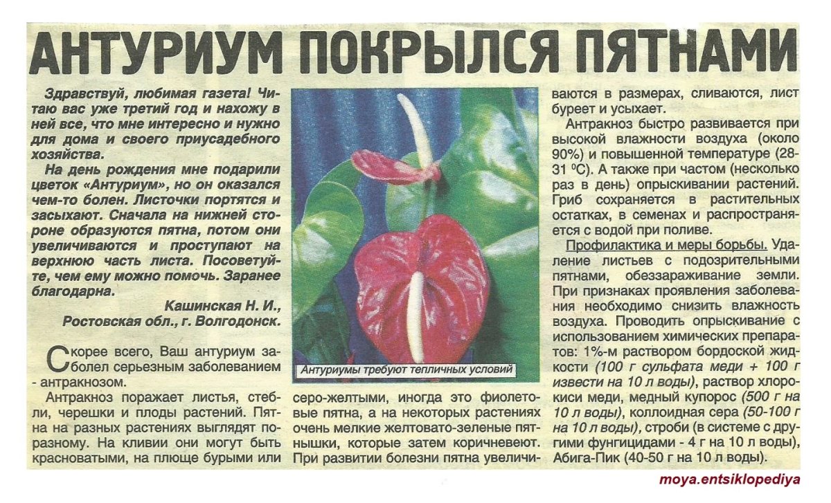 Редкие семена Антуриум Andraeanu