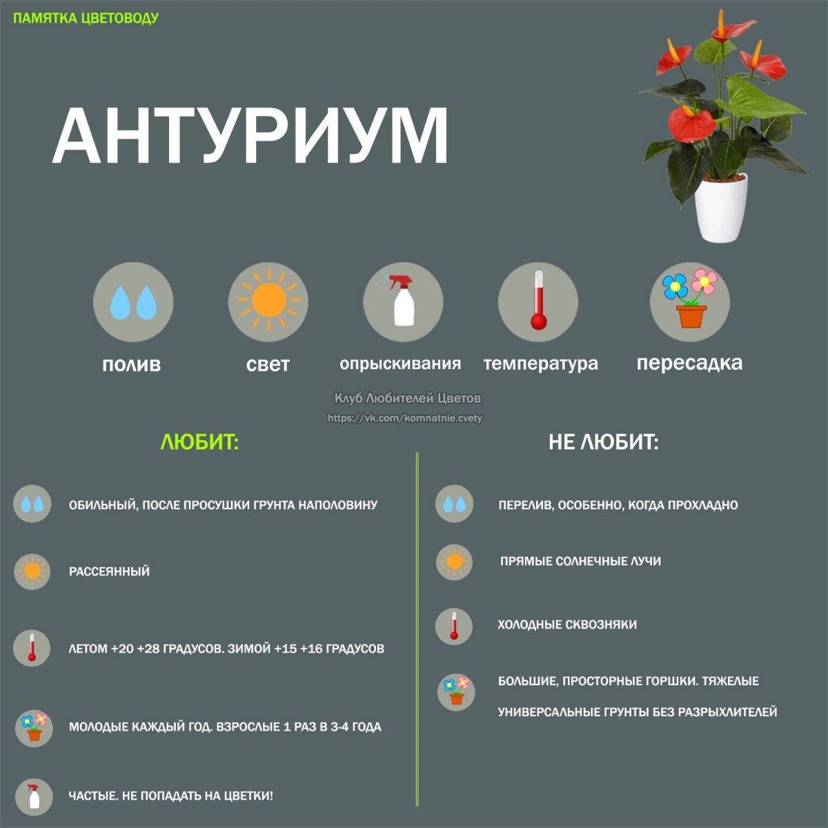 Антуриум Андрианум