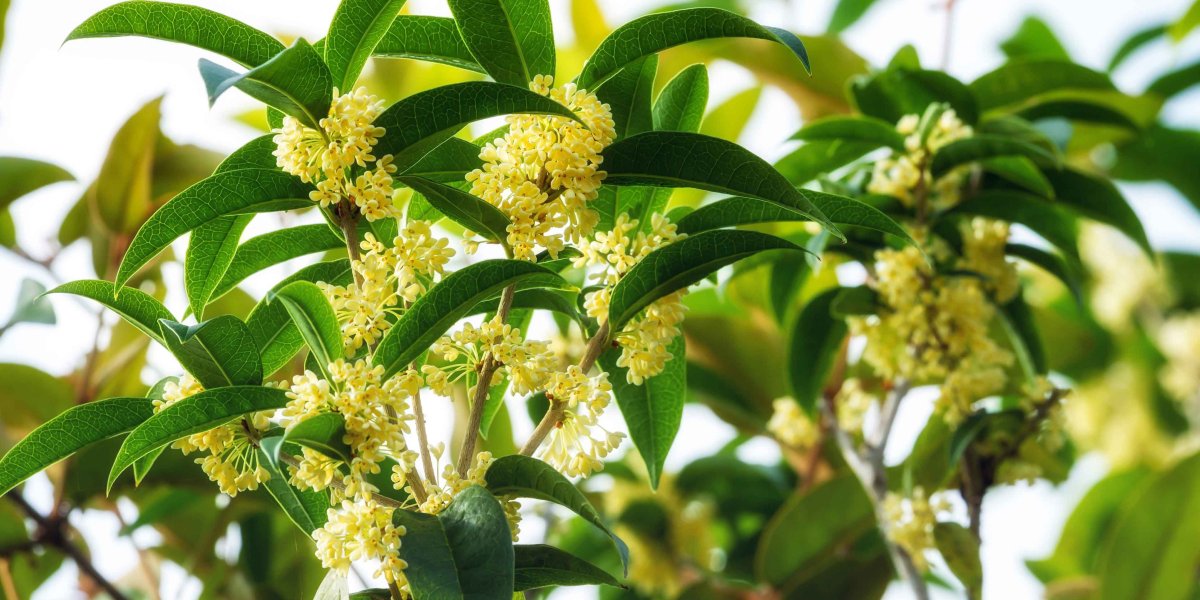 Джо Малон духи Orange Blossom