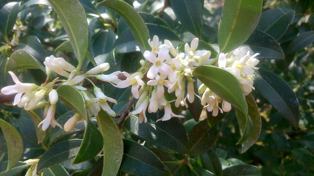 Osmanthus delavayi