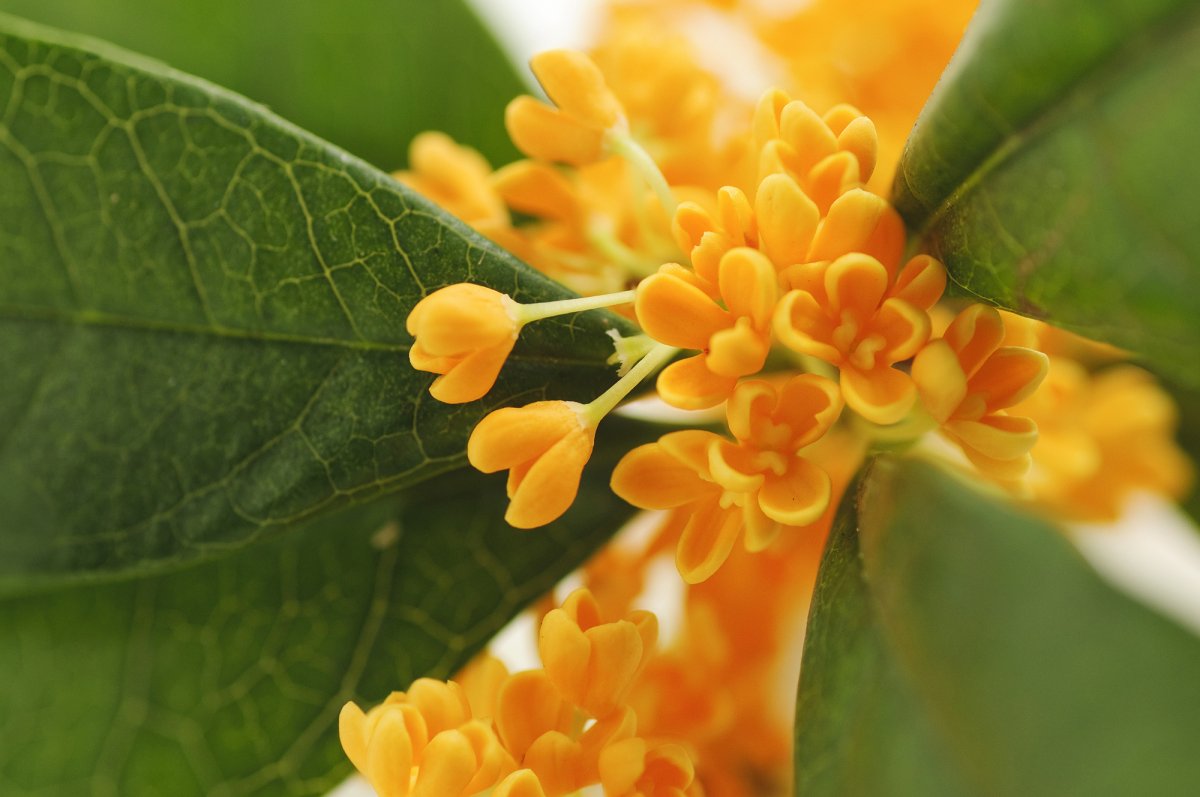 Османтус fragrans