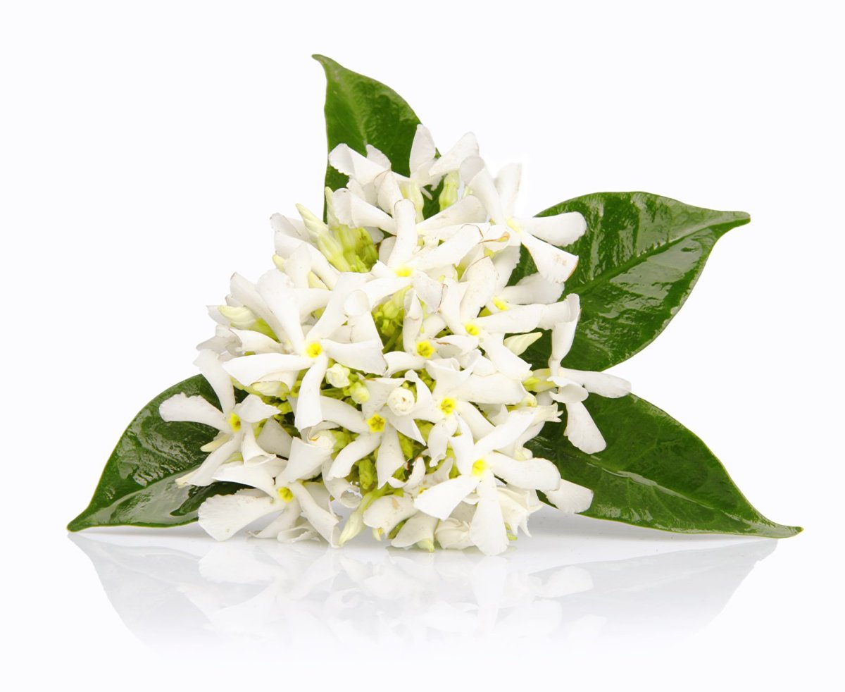 Butalar