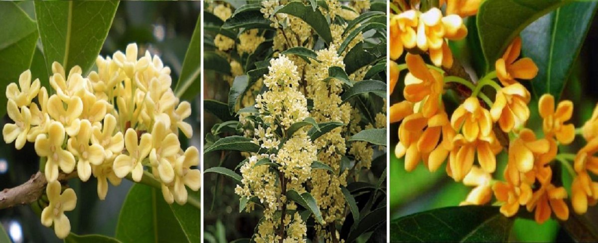 Red Osmanthus цвет