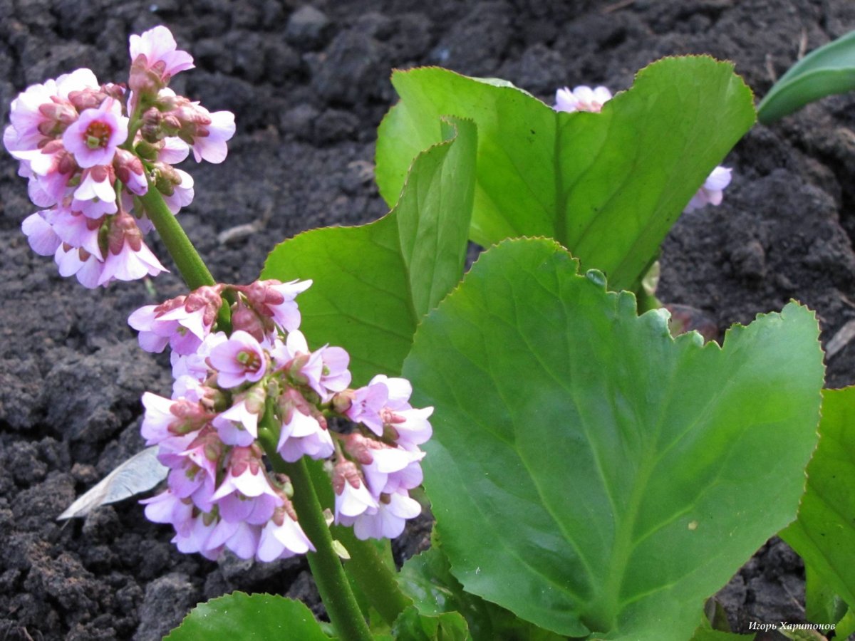 Бадан Bergenia crassifolia Lunar Glow