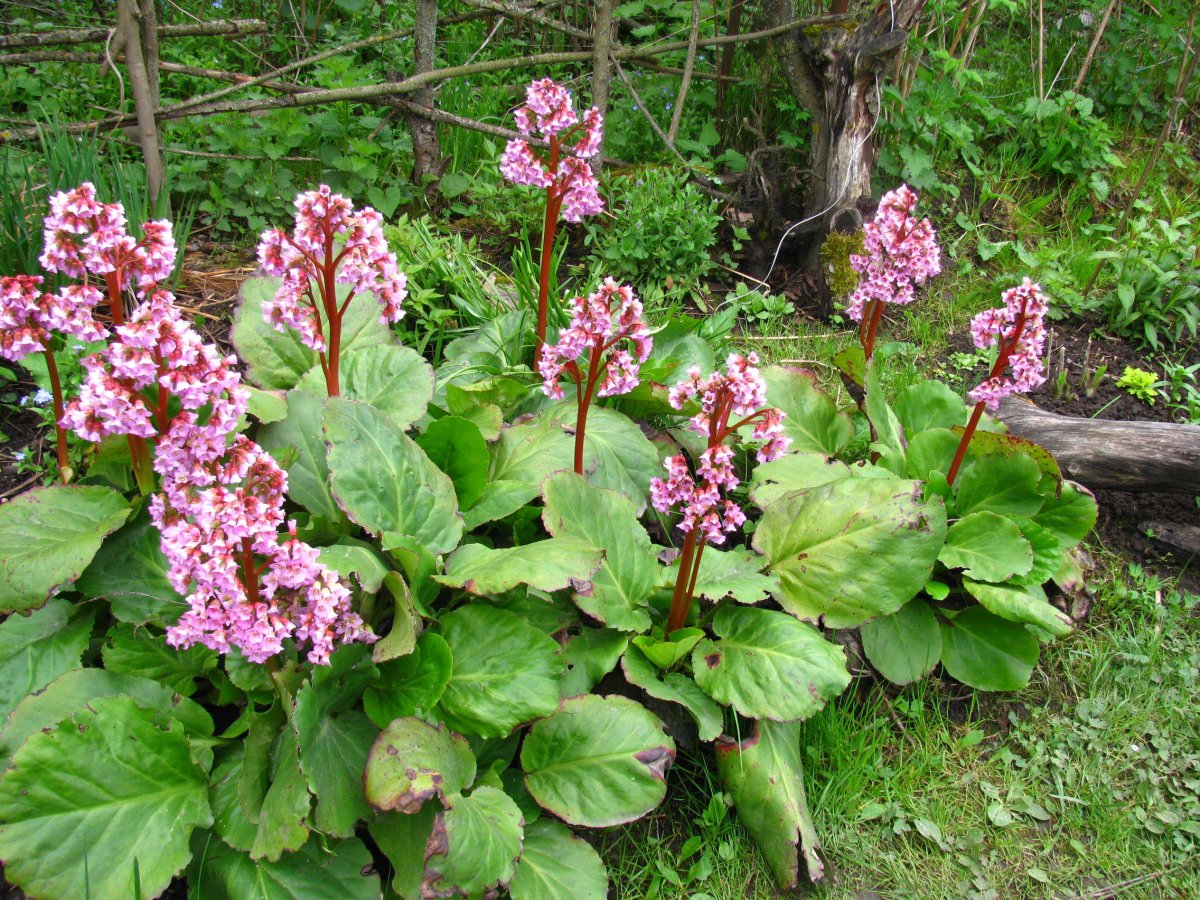 Bergenia ugamica v.n. Pavlov