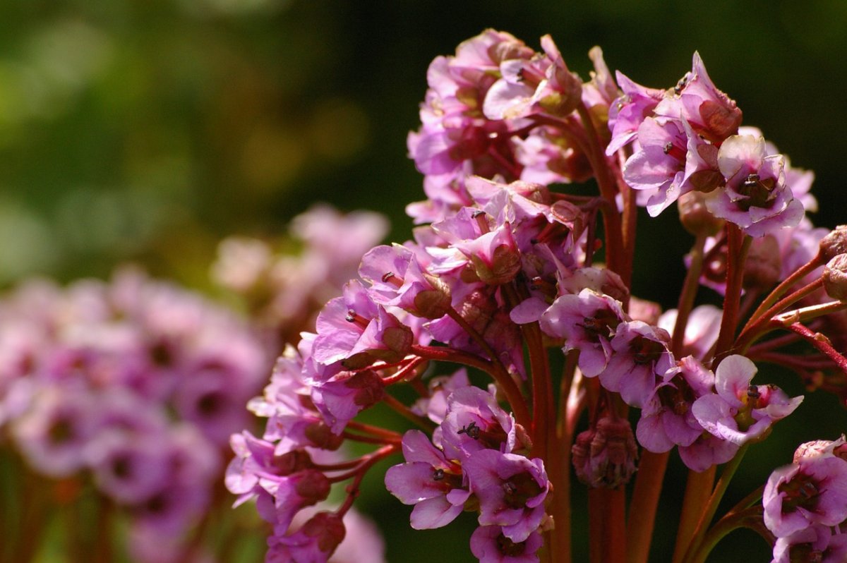 Бадан толстолистный (в. crassifolia)