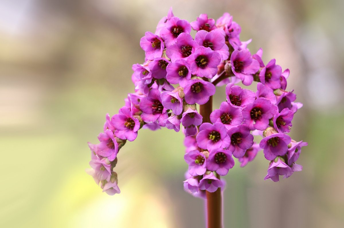 Бадан толстолистный (в. crassifolia)
