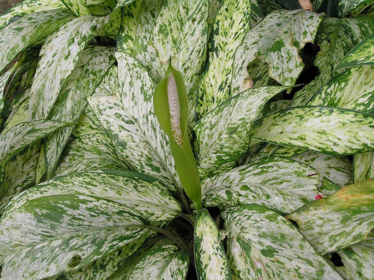 Диффенбахия Камилла (Dieffenbachia Camilla)