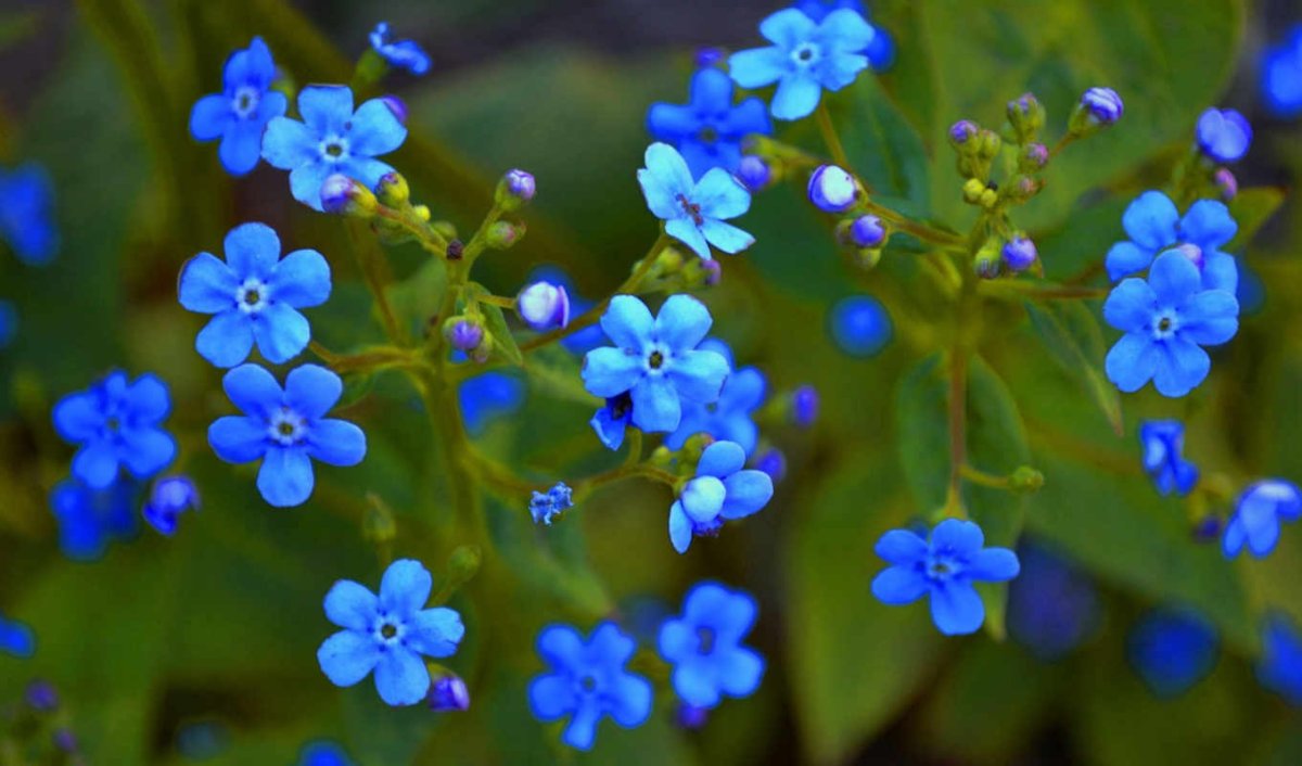 Цветы мелкие голубые