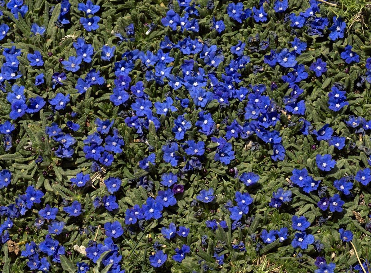 Anchusa cespitosa