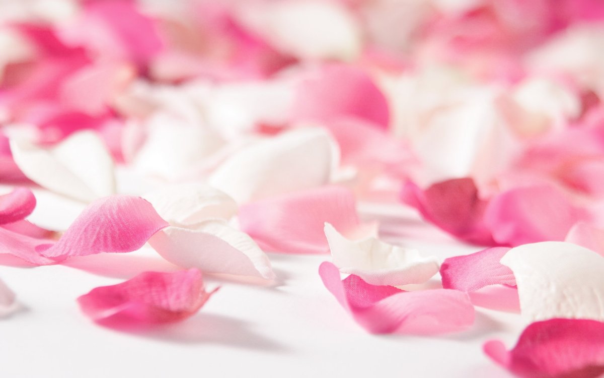 Петуния Blanket Rose