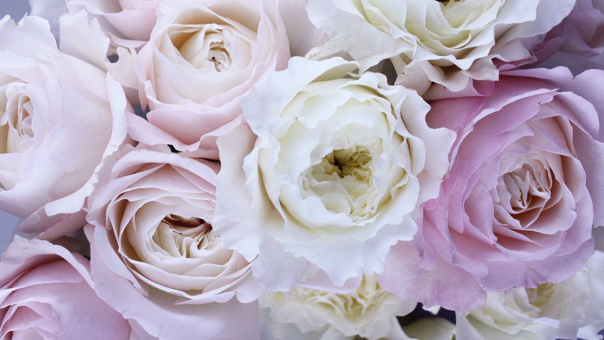 Цветы бланкет роуз