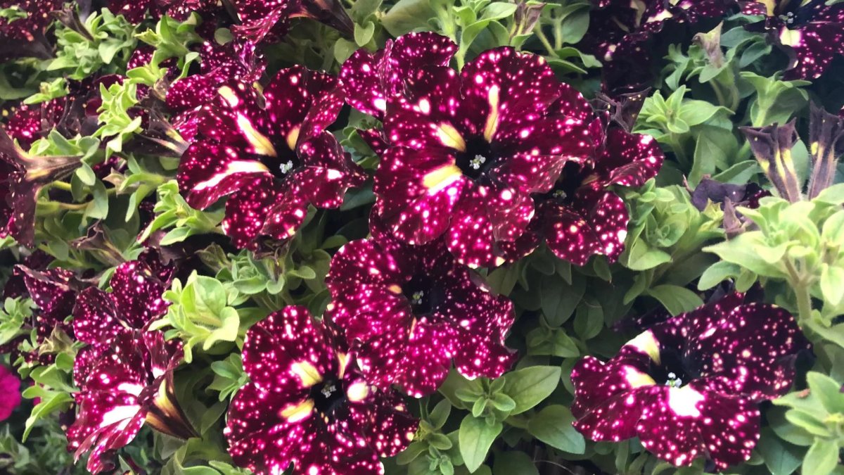 Rose Petals (лепестки роз)