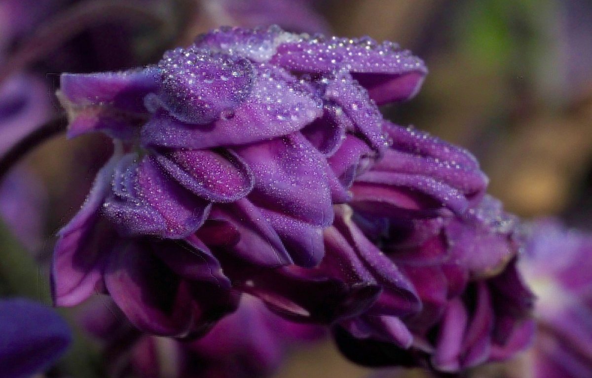 Фиолетовые красивые цветы