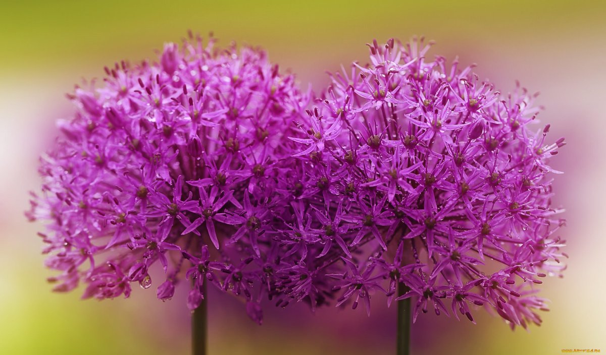 Аллиум rosenbachianum