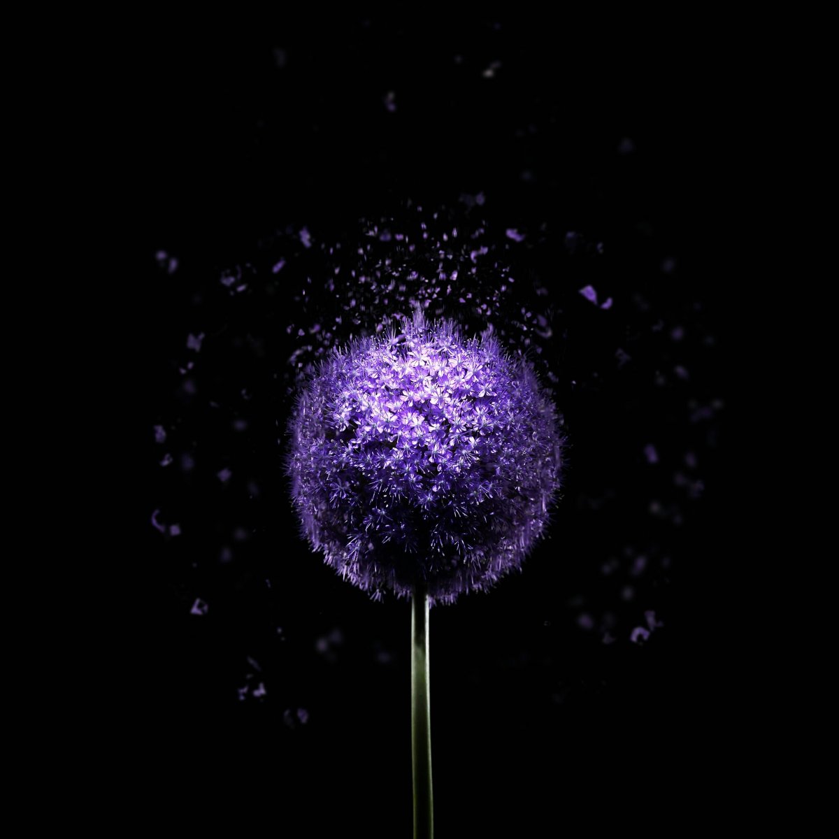 Allium aflatunense
