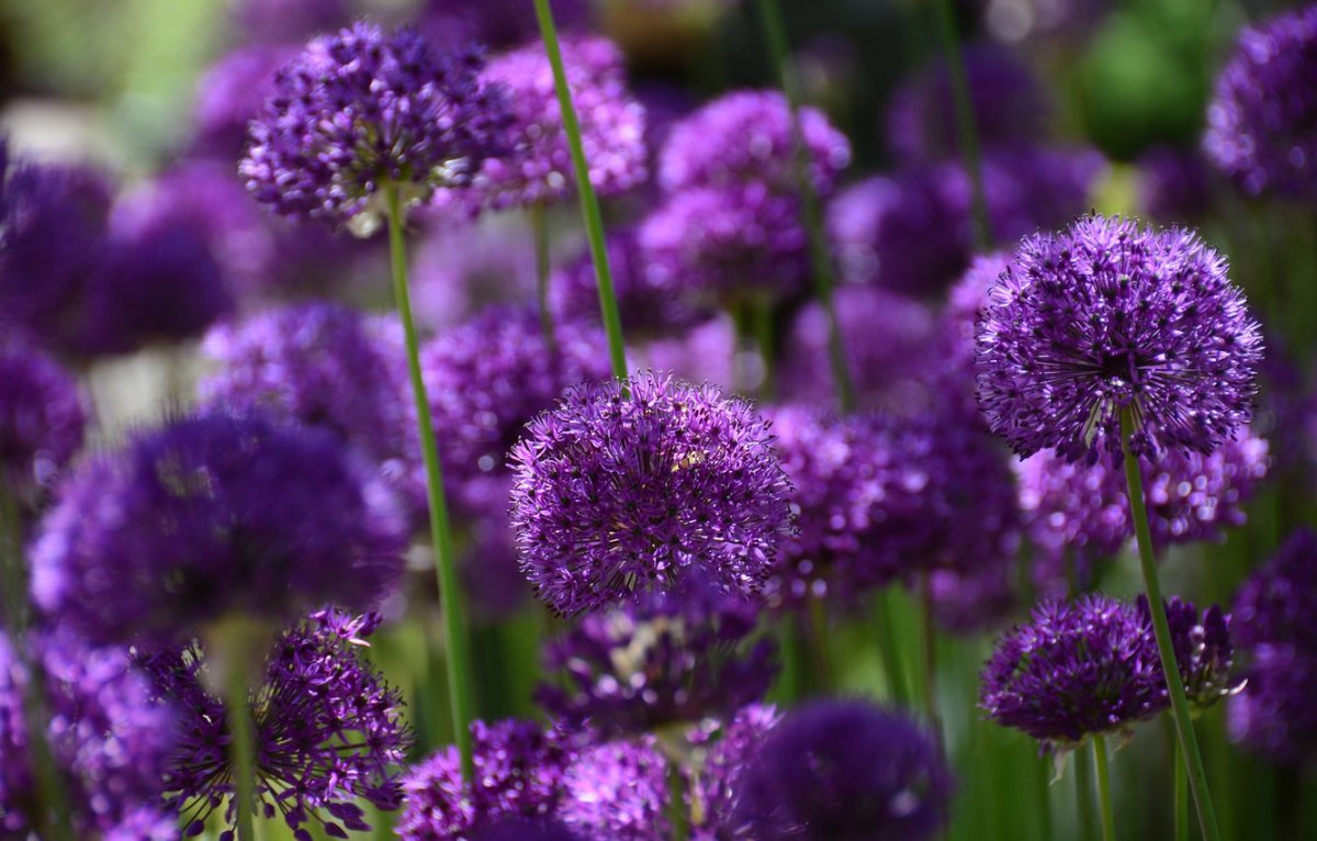 Allium schoenoprasum лук скорода