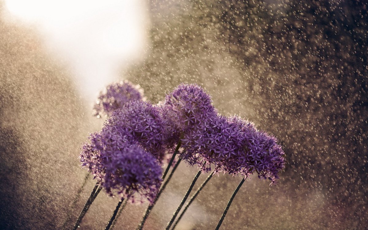 Allium texture