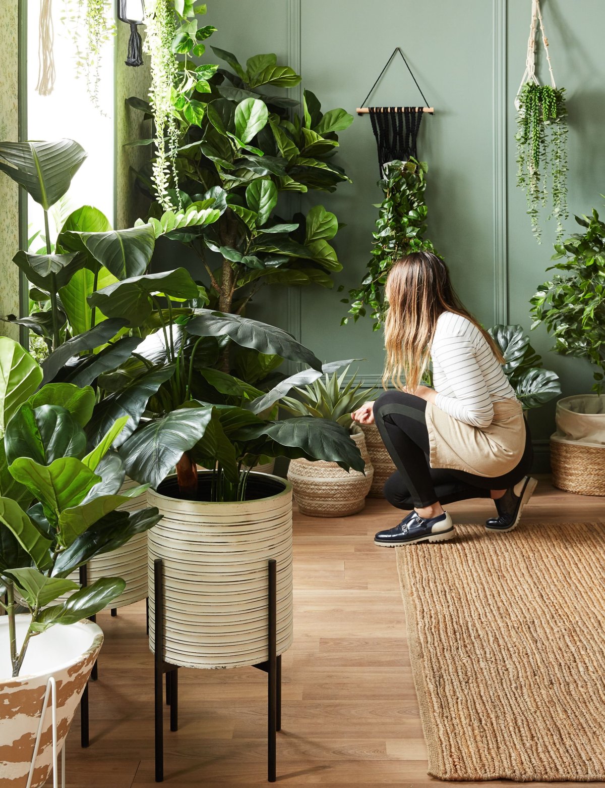 Fiddle Leaf Fig растение