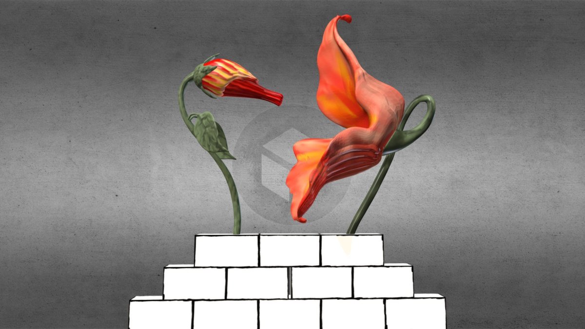 Pink Floyd the Wall цветы