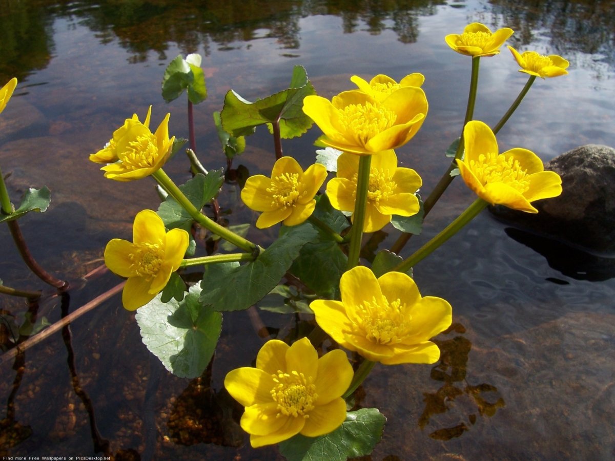 На болоте цветы желтые