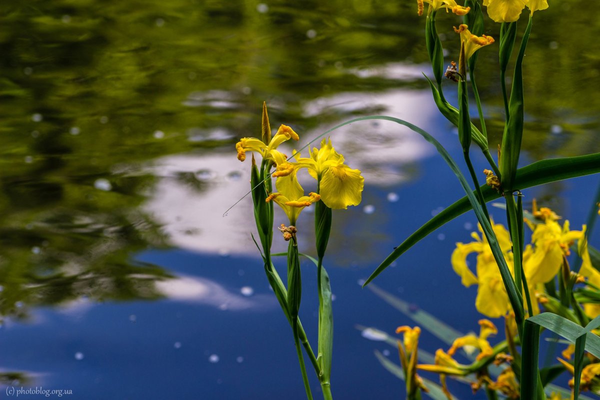 Кубышка желтая (Nuphar lutea)
