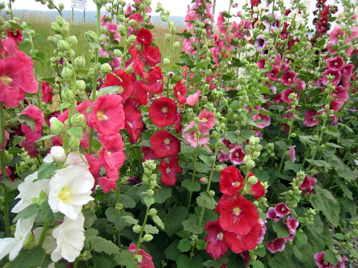 Шток-роза Hollyhock