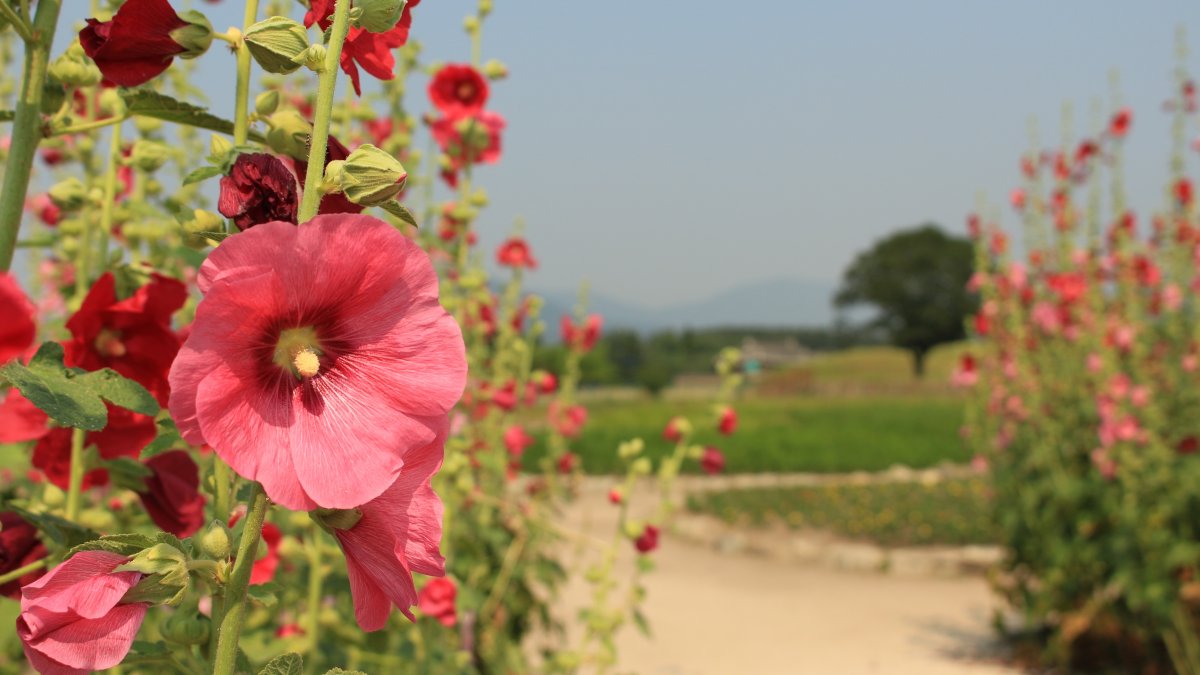 Шток-роза Hollyhock