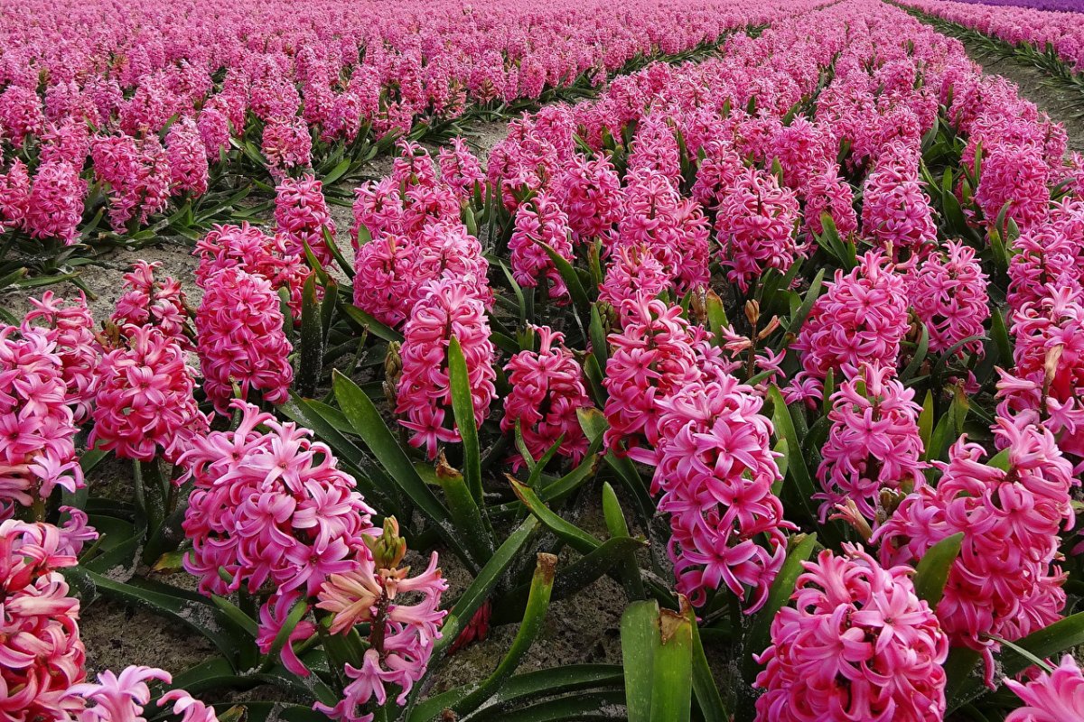 Цветок Hyacinthus Pink
