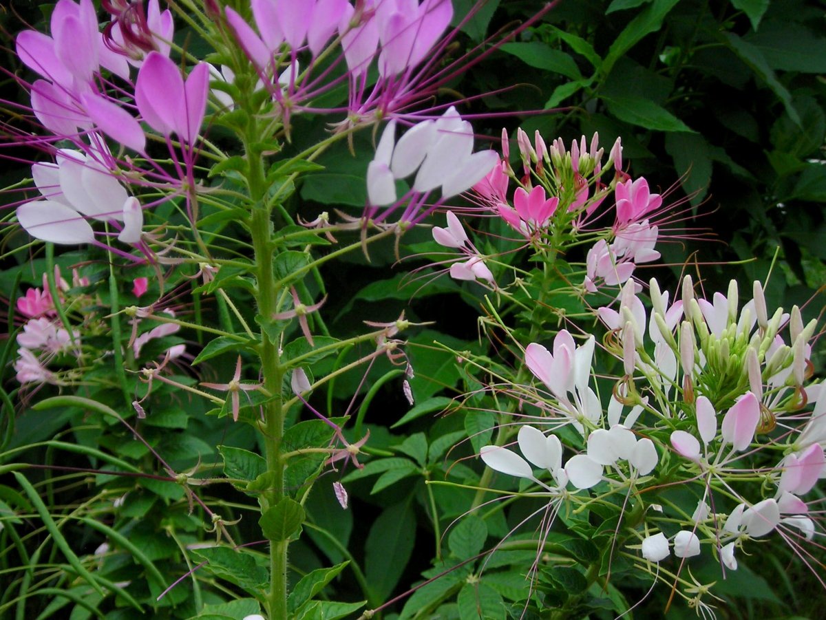 Клеома Cleome Clio Magenta