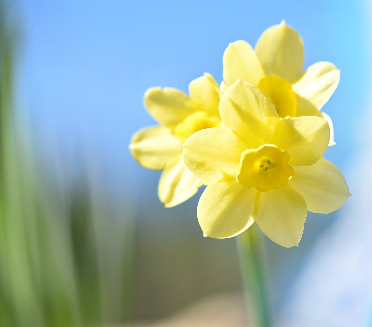 Yellow Pack Нарцисс