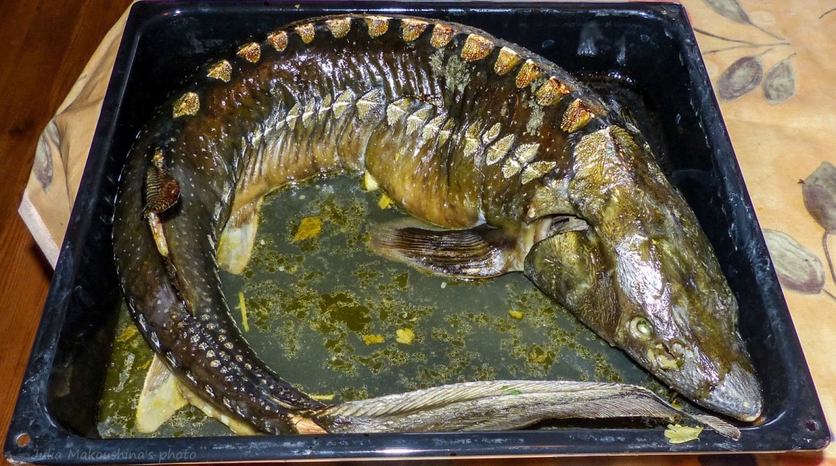 Королевский осетр фаршированный