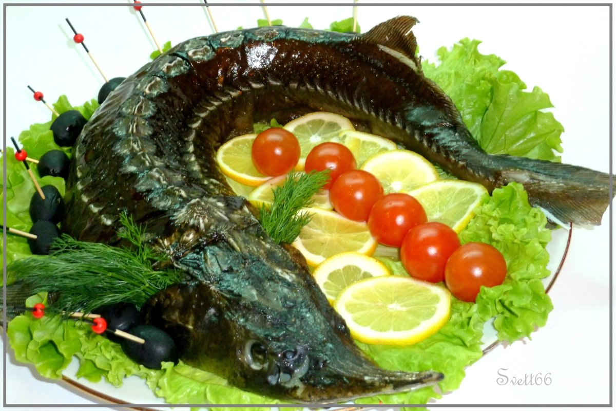 Стерлядь Царская рыба