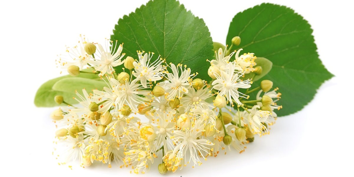 Липа маньчжурская (Tilia mandshurica)