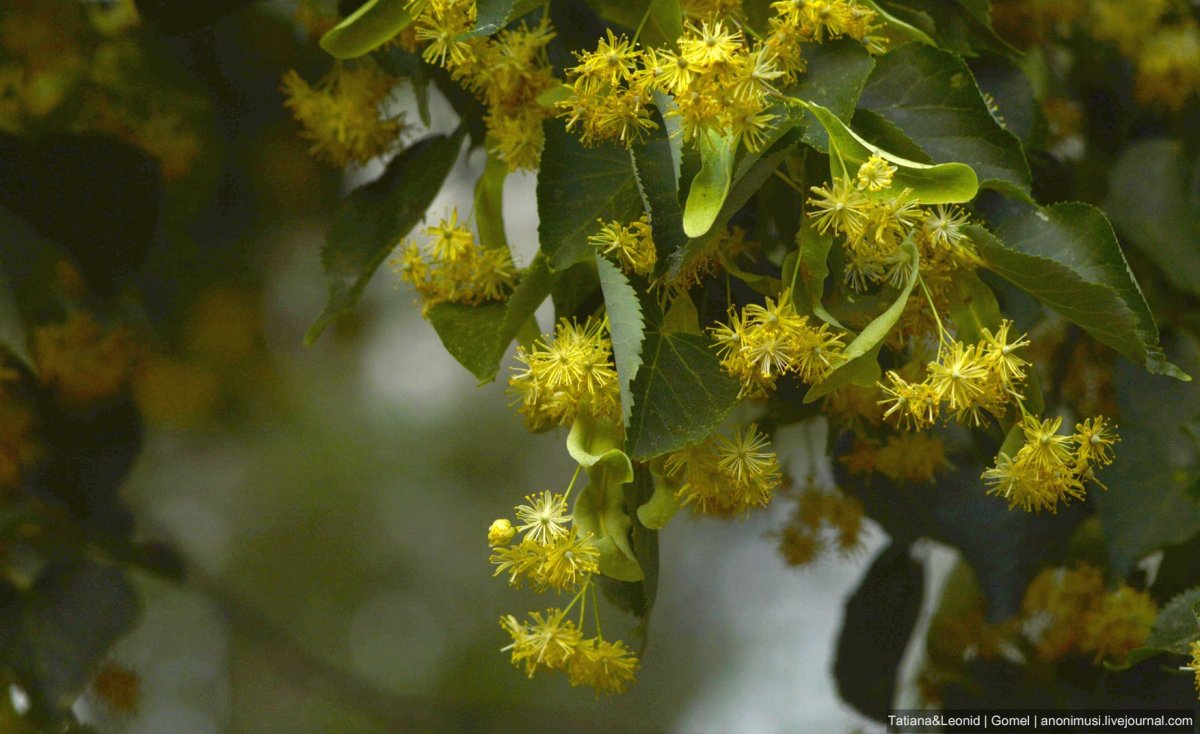 Липу Нащокина (Tilia nasczokinii